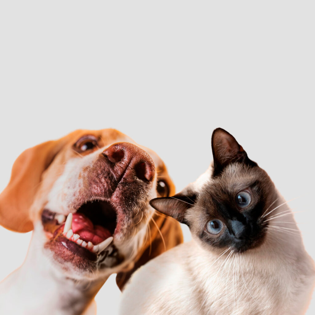 Lead image for The power of pets in reducing loneliness and social isolation for at-risk groups