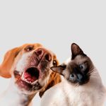 The power of pets in reducing loneliness and social isolation for at-risk groups icon