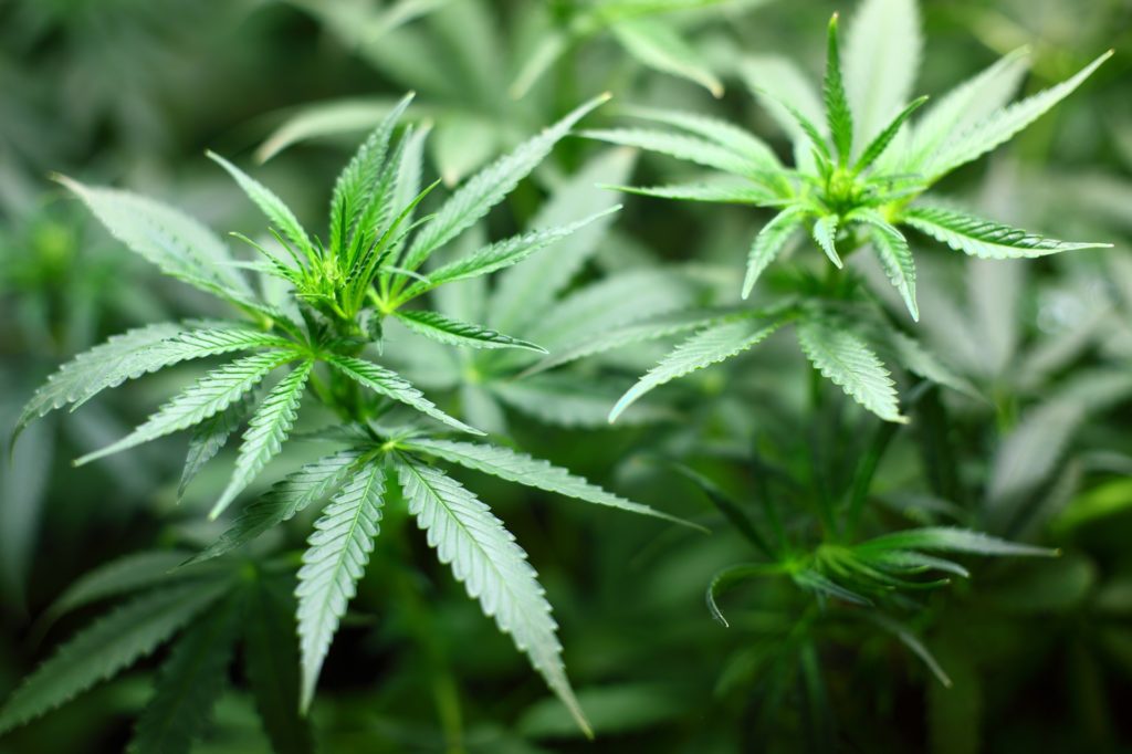 Lead image for High-tech medicinal cannabis facility opens in Brisbane